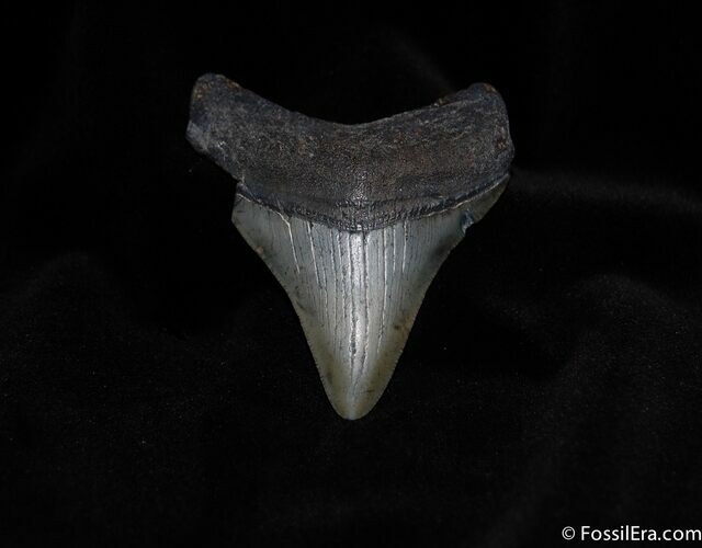 Megalodon Tooth #114